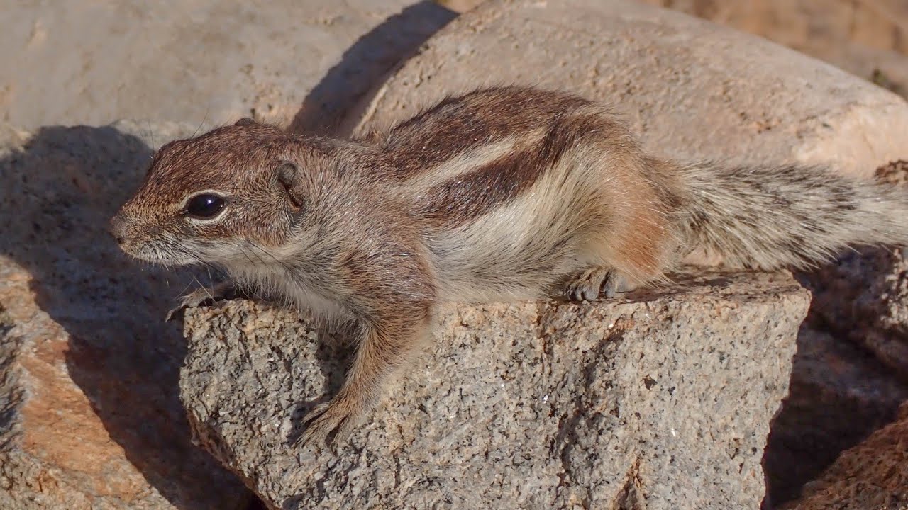 Bidsprinkhanen filmen & Grondeekhoorn probeert mijn eten te stelen; #Vlog404