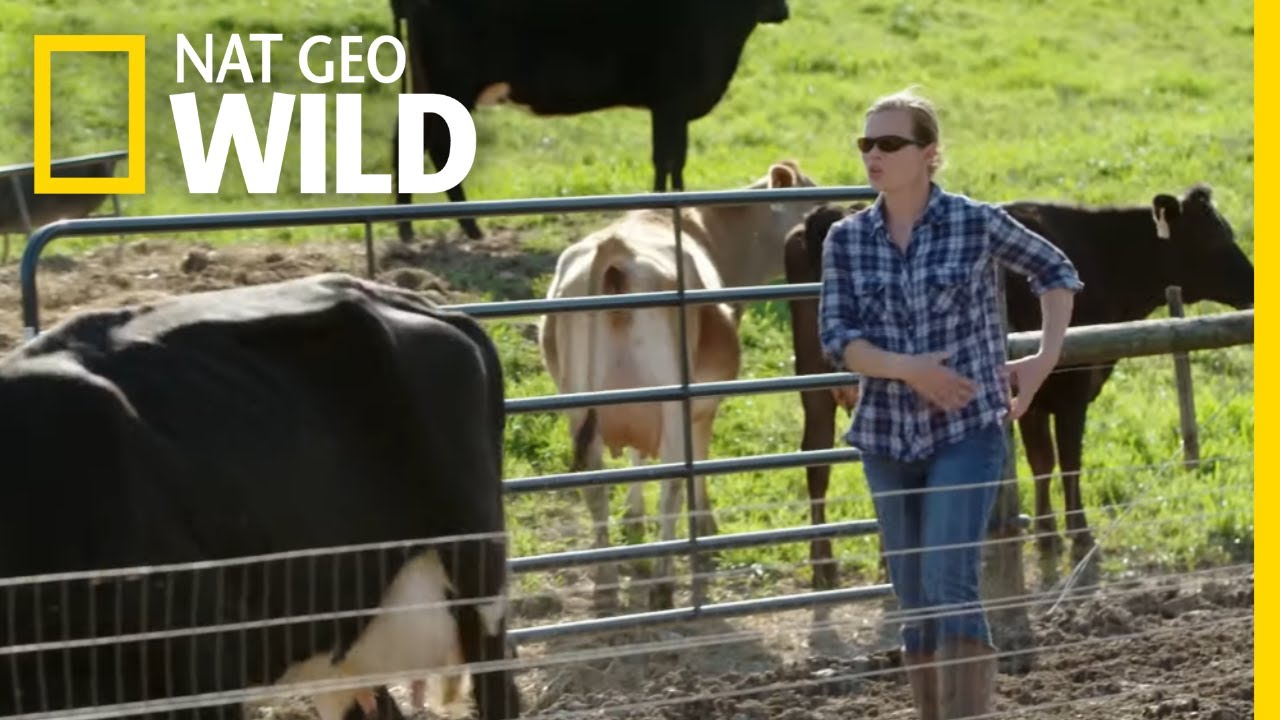 Treating a Cow with a Broken Leg | The Hatcher Family Dairy