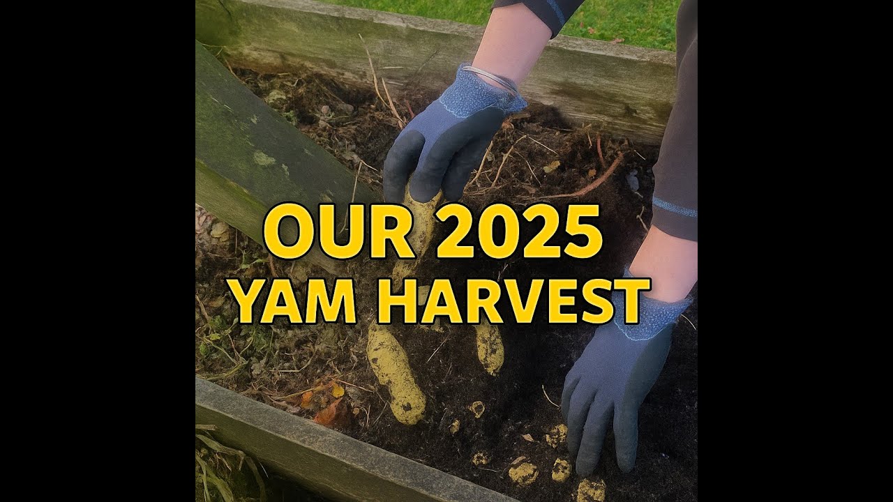 2025 Yam Harvest , Orca NZ Yams   yummy as bro