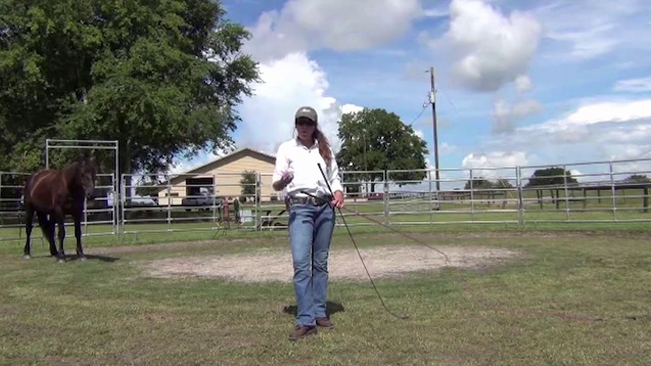 Horse Training: Selecting the Right Tools & Learning How to use Them