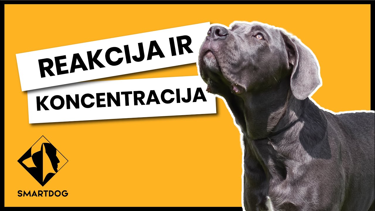 Dresūros pamoka: reakcija ir koncentracija