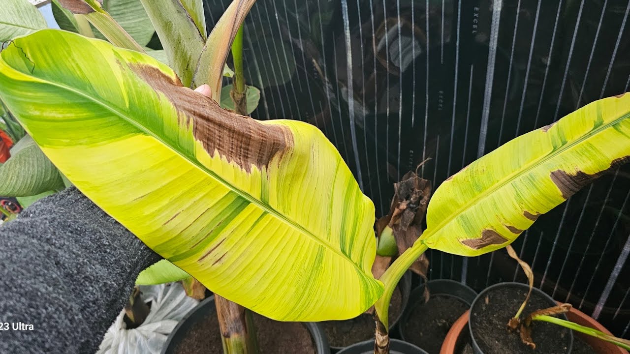 Porównanie odporności bananów variegata z ich zielonymi odpowiednikami