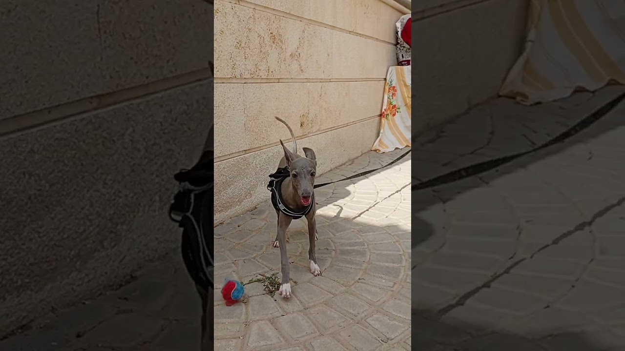 Playing with Stormie#dog #funny #cute #doglover