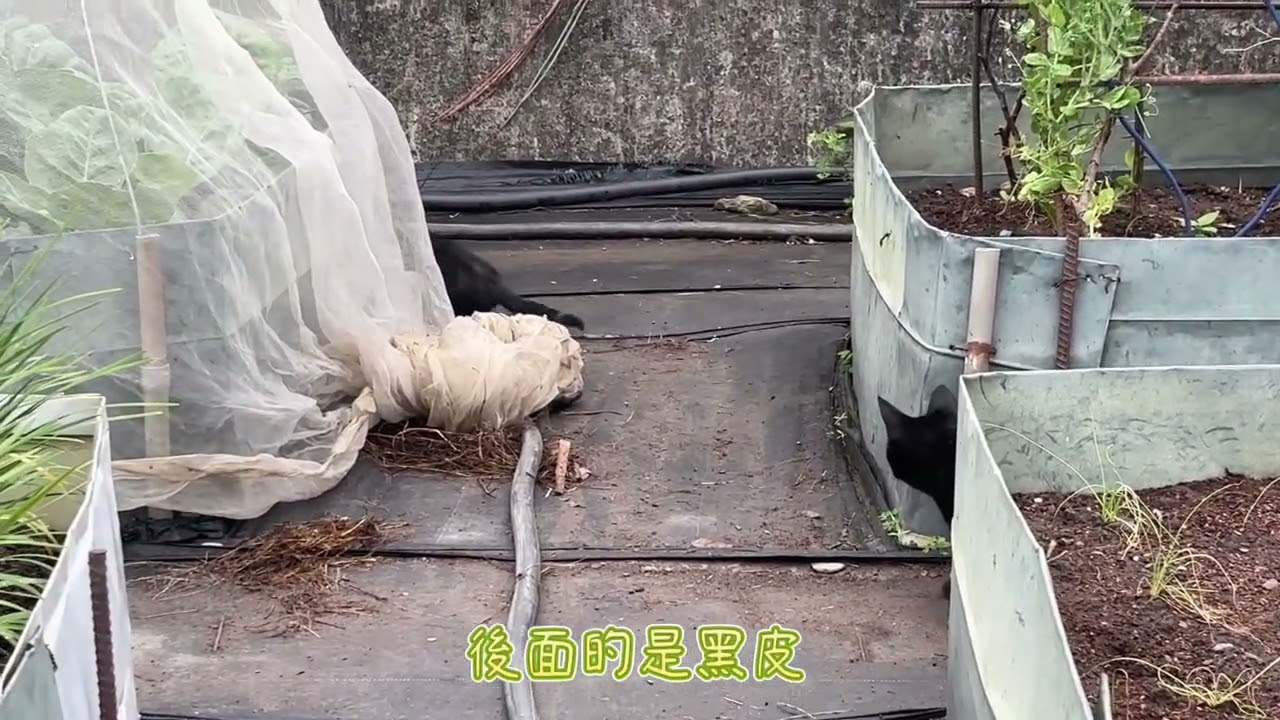 今天來玩躲貓貓