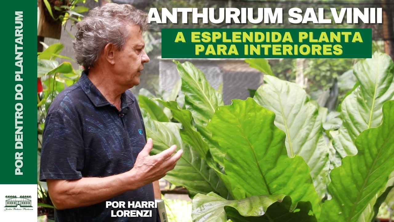 A Beleza ÚNICA do Anthurium salvinii por Harri Lorenzi | Jardim Botânico Plantarum