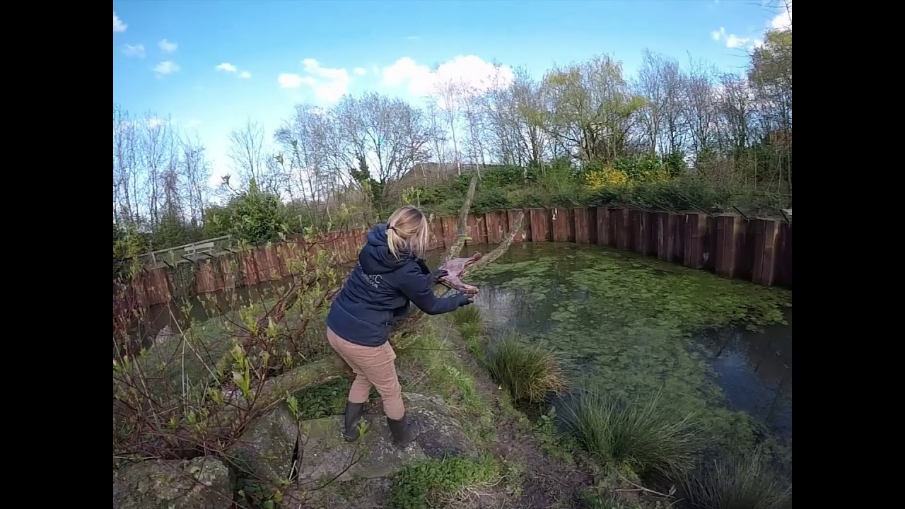 Zoo zit dat! Aflevering 1: welk vlees eten de tijgers en hoeveel per week?