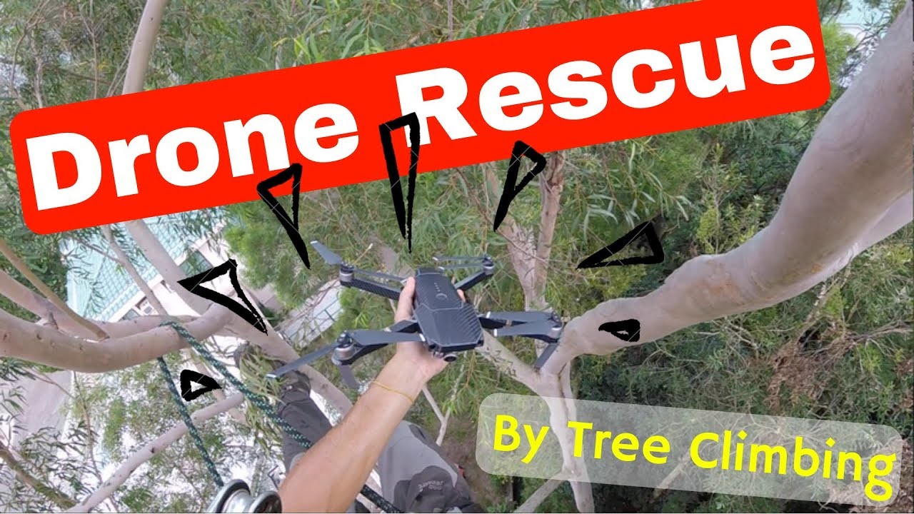 Drone Rescue by tree climbing at 15m hight tree canopy 攀樹15米高 拯救航拍機