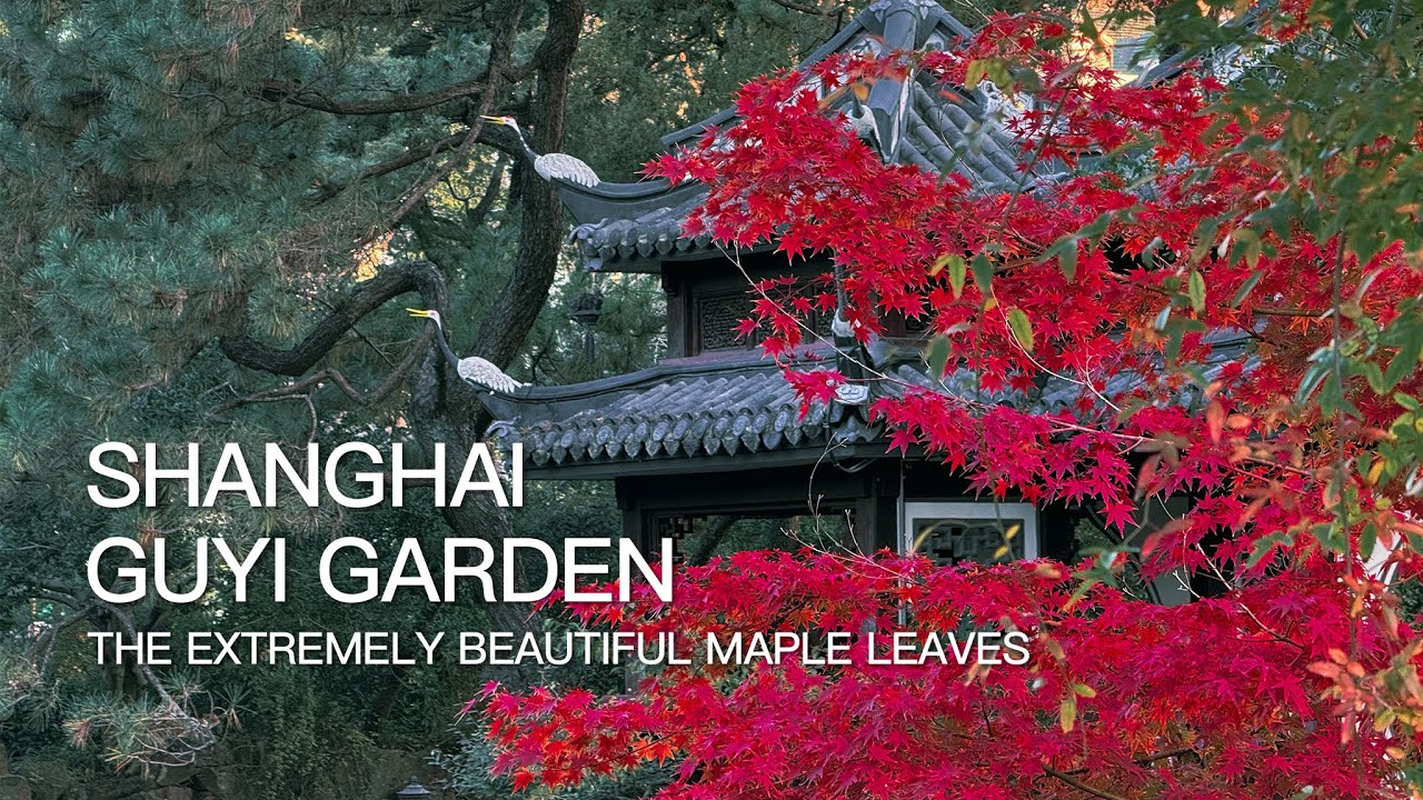 Guyi Garden, a classical courtyard in Shanghai for enjoying the extremely beautiful maple leaves.