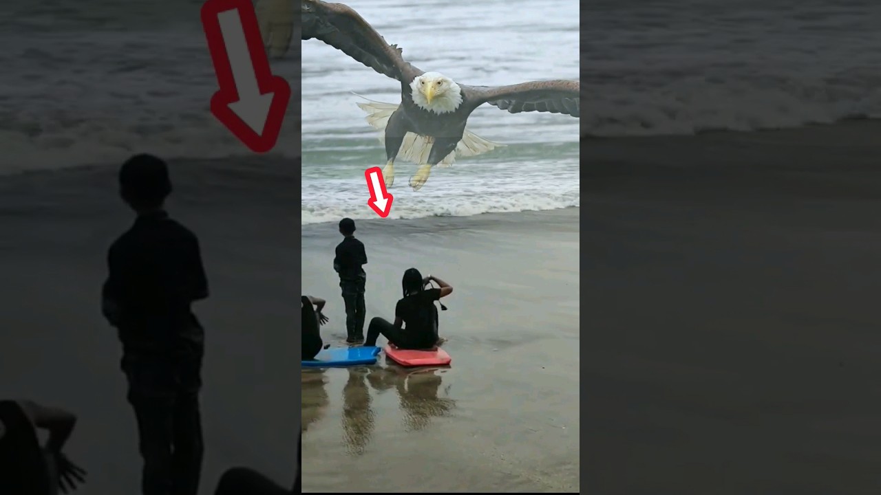 Seeing a giant eagle approaching #eagles #movie #amazing