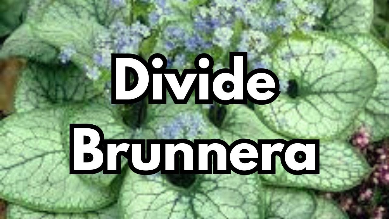 How To Divide Propagate Brunnera || Budget Gardening