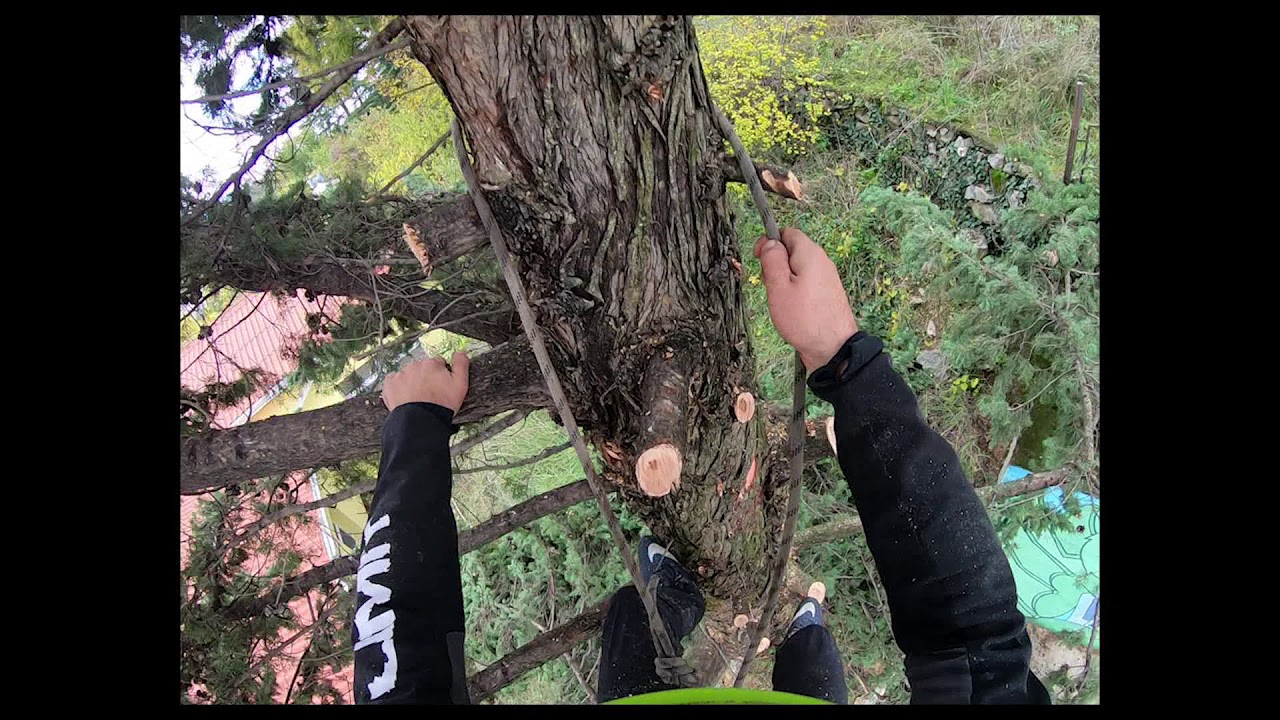 Complete removal of Cupressus sempervirens horizontalis (Ru&scaron;enje stabla čempresa)