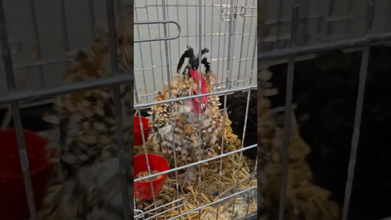 Putnu izstāde Dabas muzejā