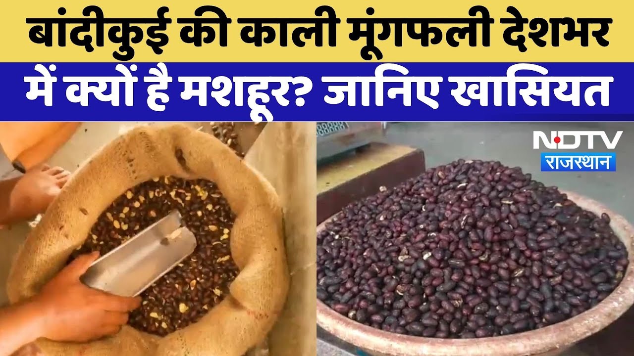Bandikui Black Peanuts: गरीबों का काजू क्यों कही जाती है ये मूंगफली,? जानिए खासियत Rajasthan News