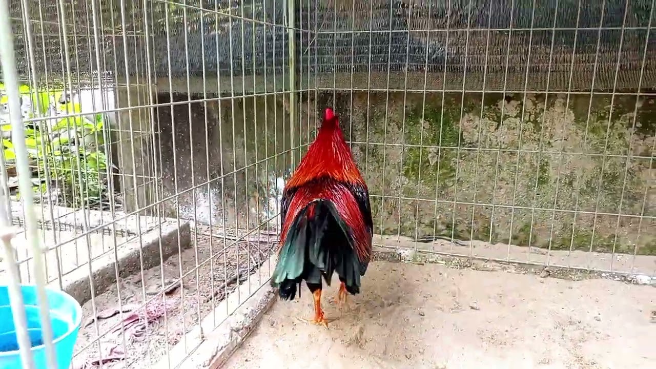 10_02 đồ xịn 3kg2