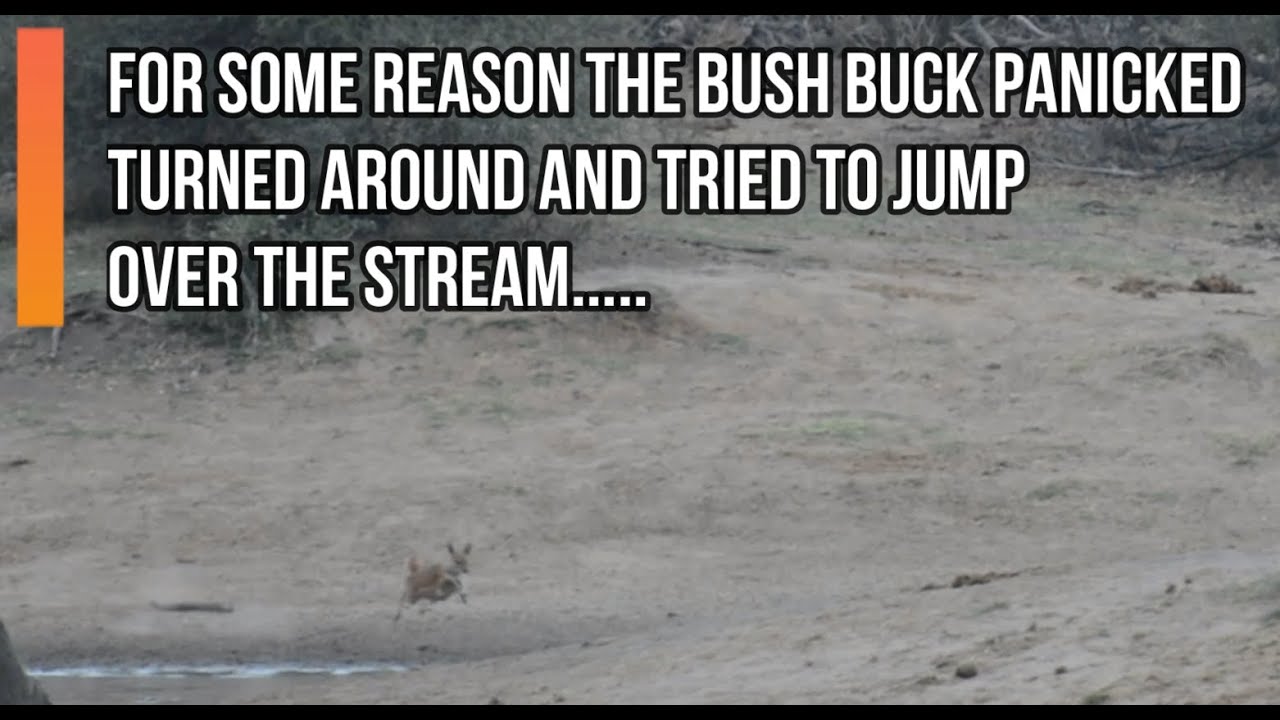 a Float of Crocodiles feeding on a very unlucky Bushbuck antelope who made a wrong choice...