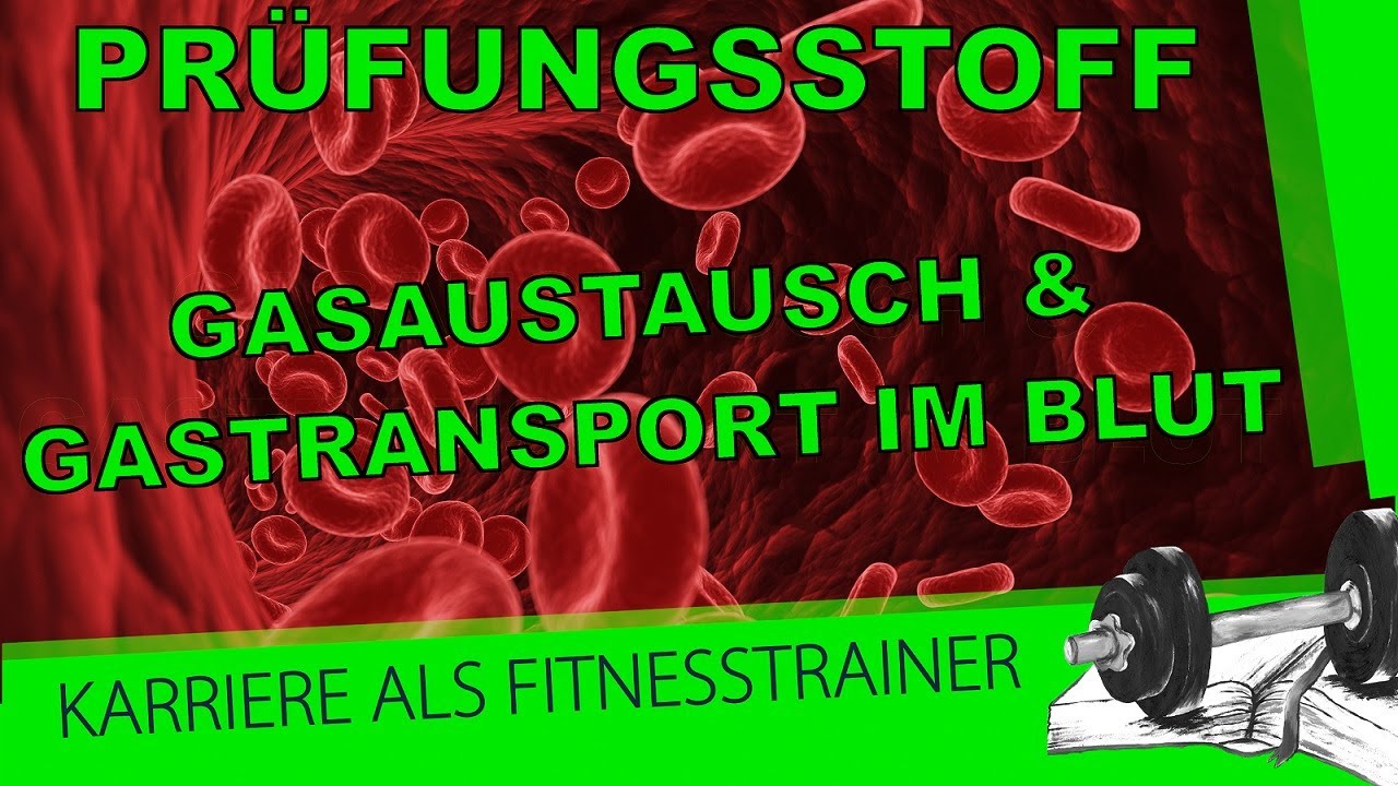 Prüfungsstoff B-Lizenz: Gasaustausch und Gastransport im Blut