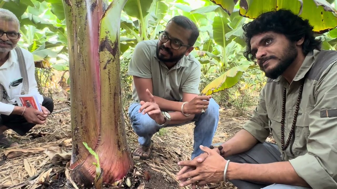 Bkisan Banana Plant G-9+ Karnataka 5x7 | केला खेती | 7892005674 | किसान पाठशाला FARMER SCHOOL-5487