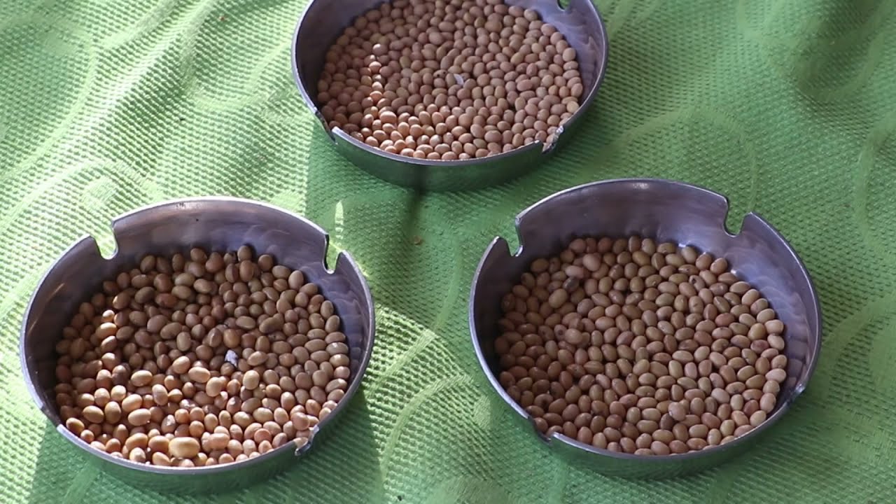 فیچەر، چۆنیەتی دروستکردنی تەزبیحی قەزوان لە برادۆست