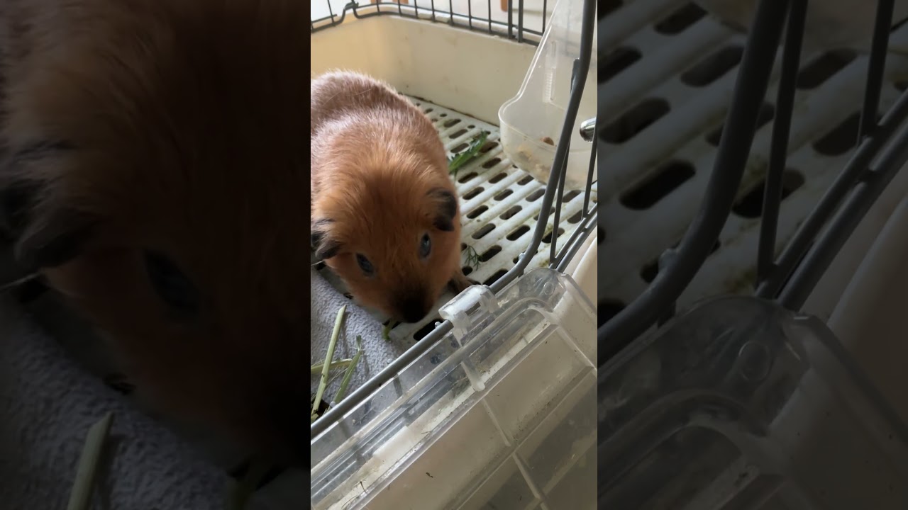 Ginger rates weird veggies ep. 2 #guineapig #pets #cute