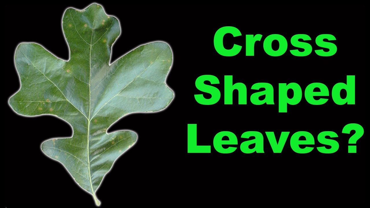 Become an EXPERT on Post Oak in Under 5 Minutes!