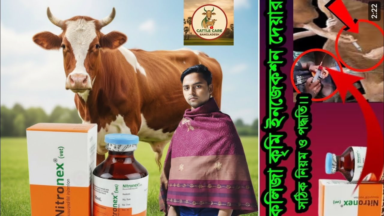 গরু বা ছাগলকে কিভাবে কলিজা কৃমির ইনজেকশন করতে হয়। সঠিক নিয়ম ও পদ্ধতি।