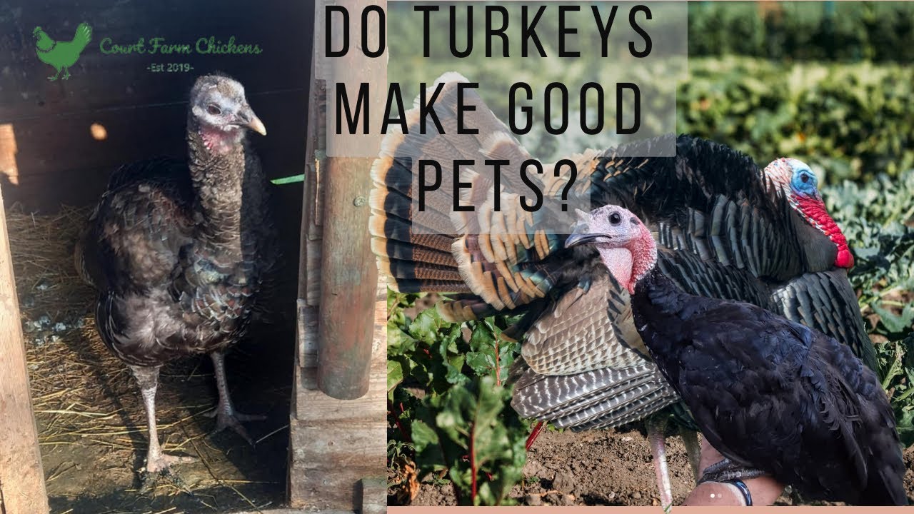 Do Turkeys make good pets? - Are Turkeys aggressive? - Raising Turkeys for beginners