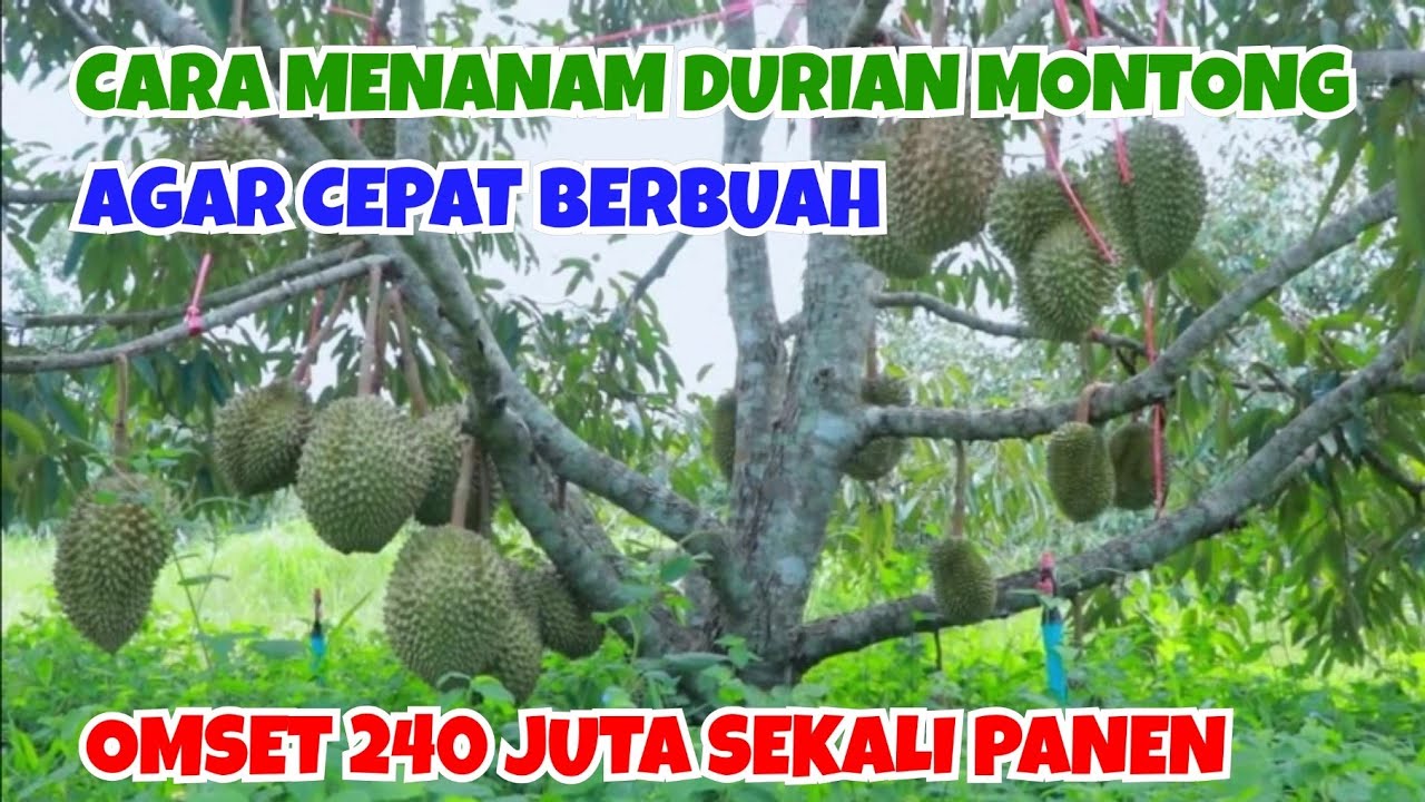 CARA MENANAM DURIAN MONTONG, AGAR CEPAT BERBUAH || OMSET 240 JUTA SEKALI PANEN
