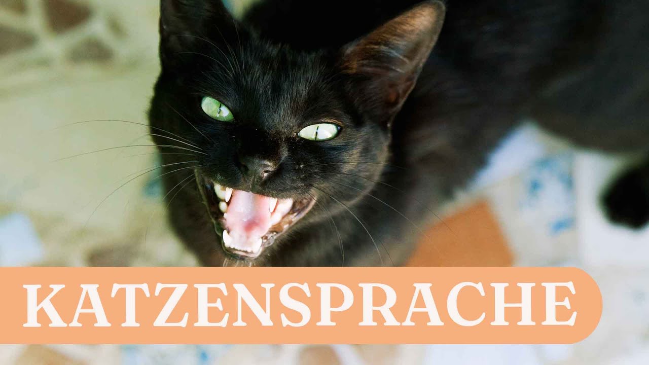 Miauen, Schnurren, Gurren: Was will uns unsere Katze sagen?
