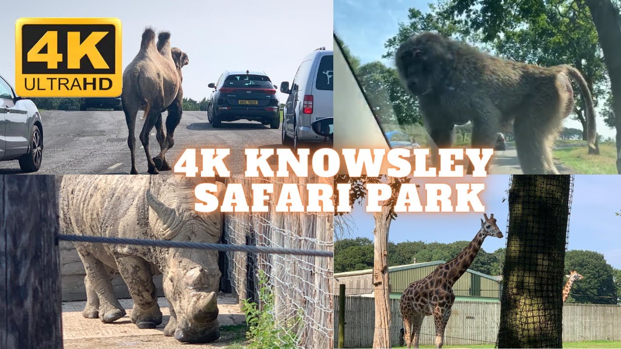 4K Knowsley Safari Park, England