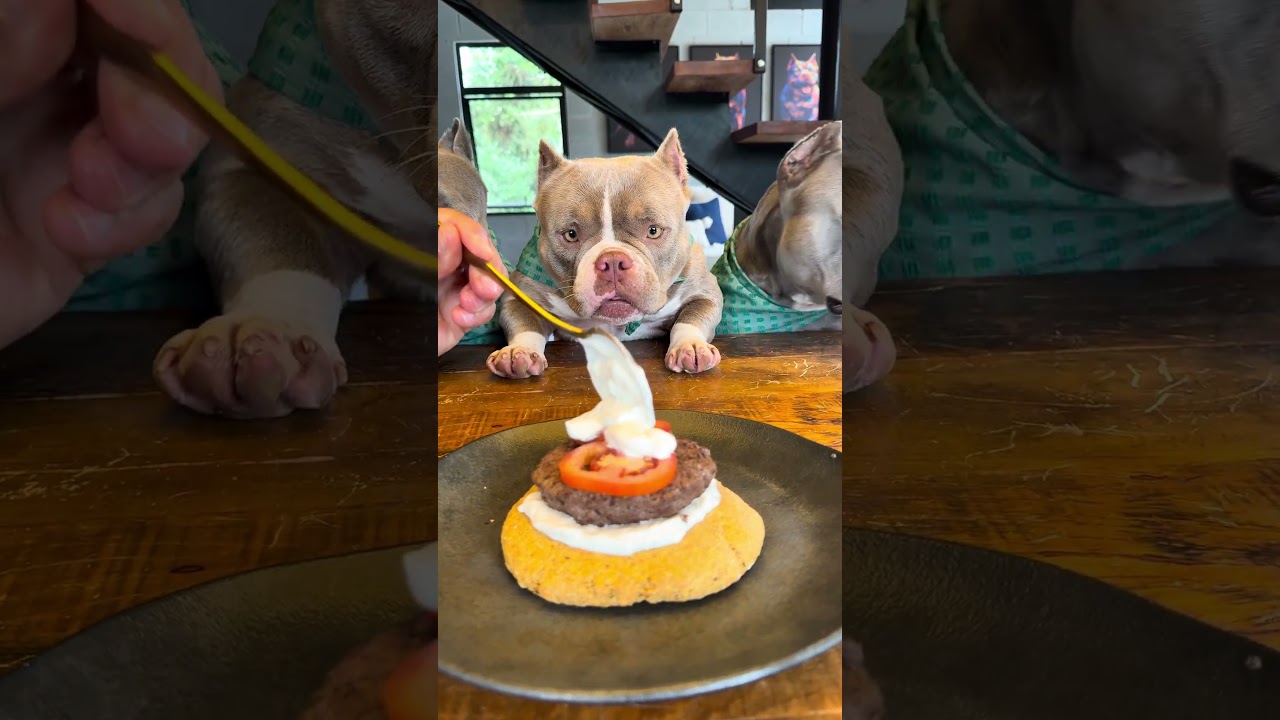 X Salada pra Cachorro ? Sim com ingredientes permitidos para c&atilde;es 🐾💙