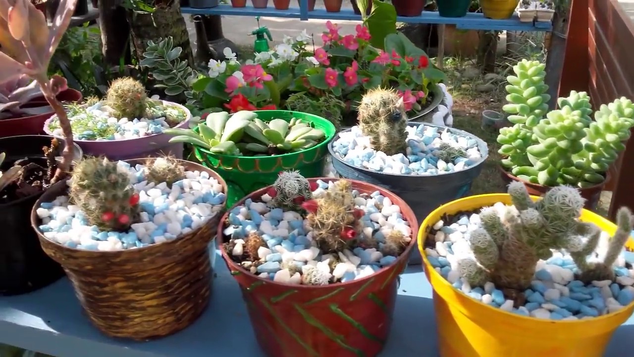 suculentas echeveria gigante,minhas plantas
