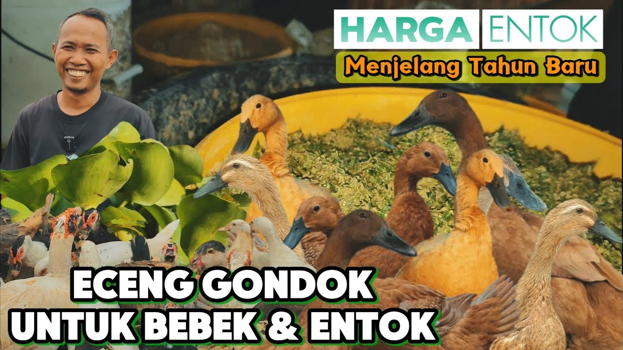 WAJAR ENTOK KURUS CARANYA KELIRU,GEMUK SEHAT PAKAN MURAH DARI ECENG GONDOK