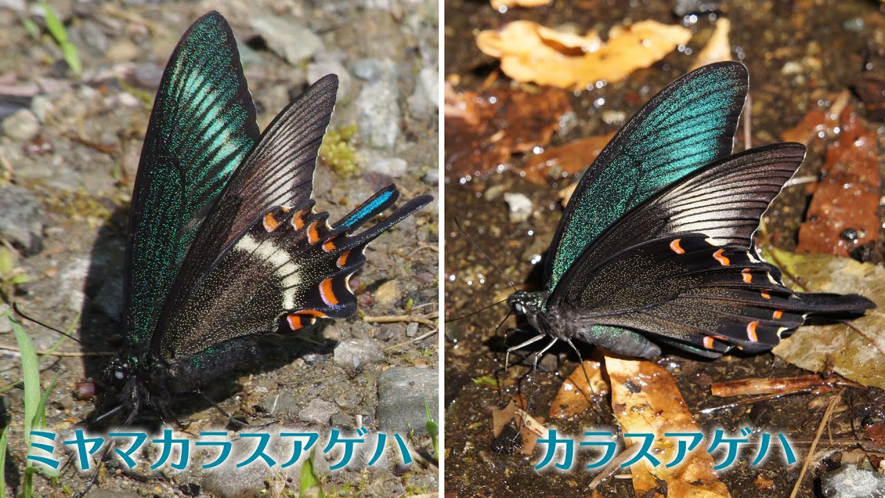 カラスアゲハとミヤマカラスアゲハの簡単な見分け方