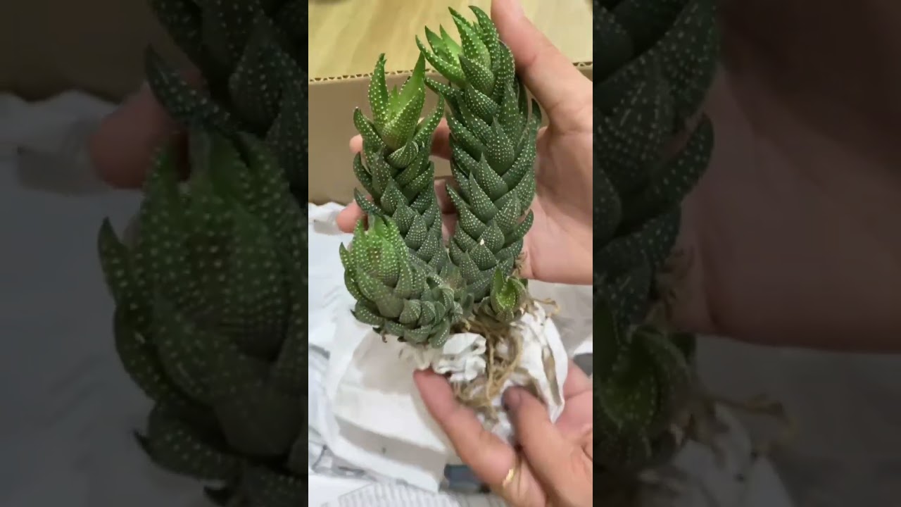 unboxing | succulents for beginners | haworthia | haworthiopsis | right pot for succulents