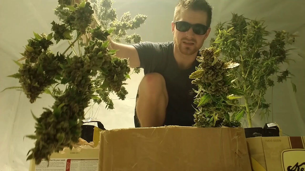 Pound Game Grow Series - Harvesting, Drying & Curing Pounds of Cannabis - Optic 8+ Harvest Complete