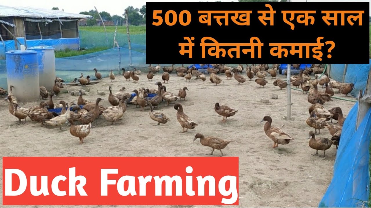 ऐसे करें बतख पालन होगी मोटी कमाई।। Duck Farming ।।