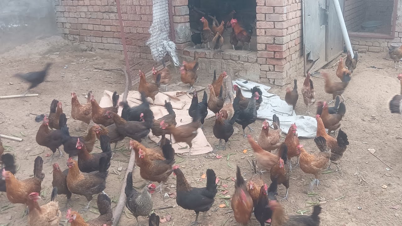 सभी मुर्गियां प्योर सोनाली हैं। #roosterfarm #chicken #egg #agriculture 
