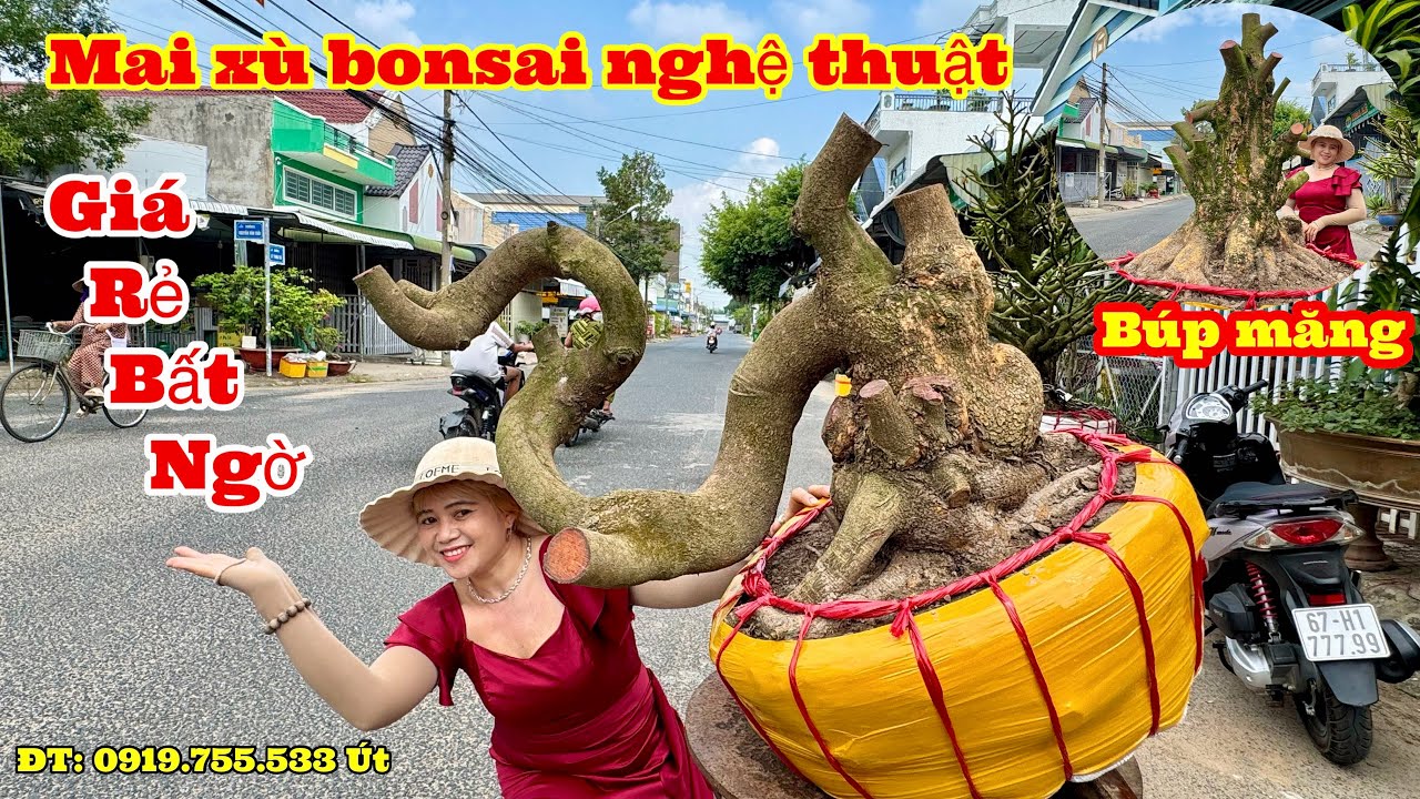 13/03/2026.G.Lưu 5 cây mai vàng xù bonsai quái nghệ thuật giá rẻ đầu năm #utmaivangtinhbien