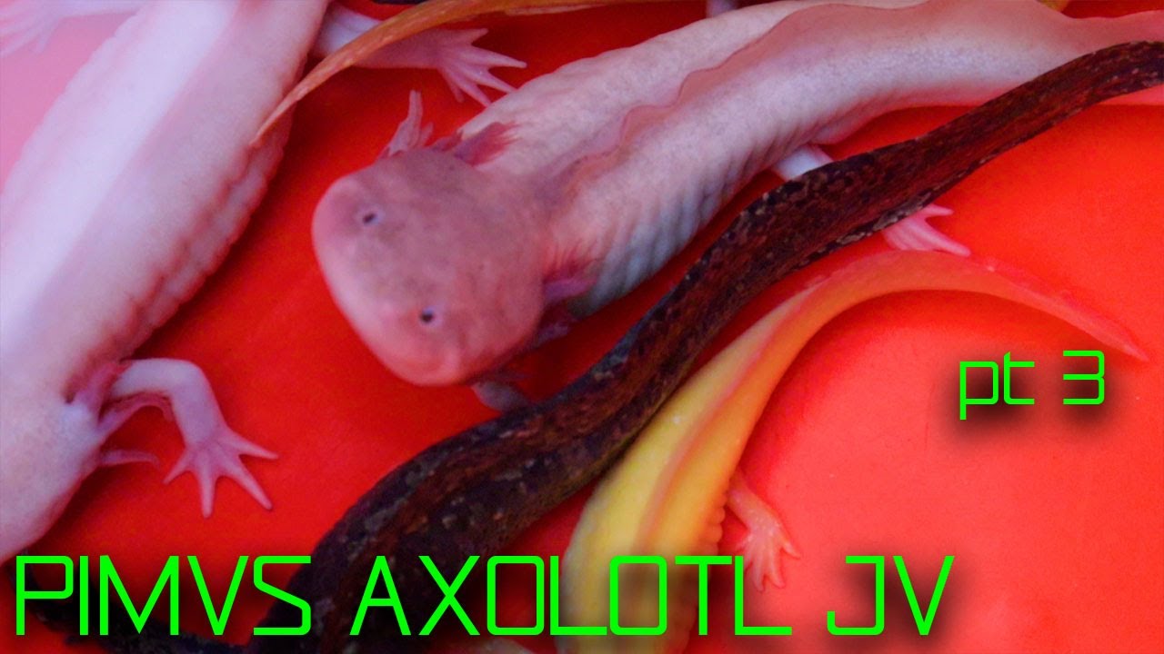 VISITANDO PIMVS AXOLOTL JV | REPRODUCCIÓN DE AJOLOTES | CRÍAS DE AMBYSTOMA MEXICANUM | FENOTIPOS |