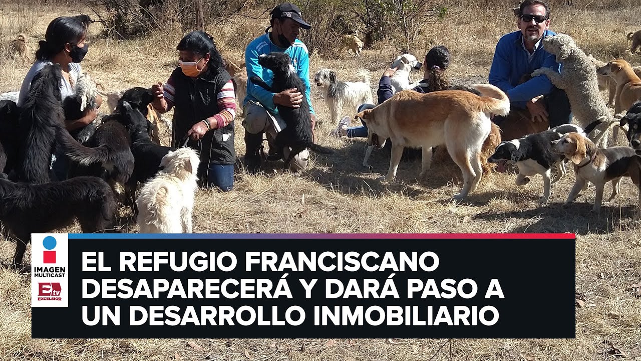 Perritos y gatitos maltratados podrían quedarse sin hogar en Cuajimalpa