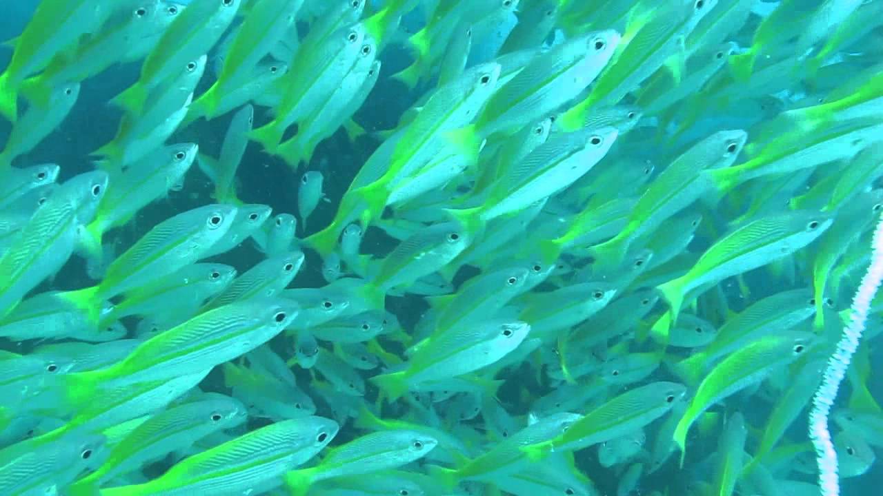 Dive in South West Pinnacle