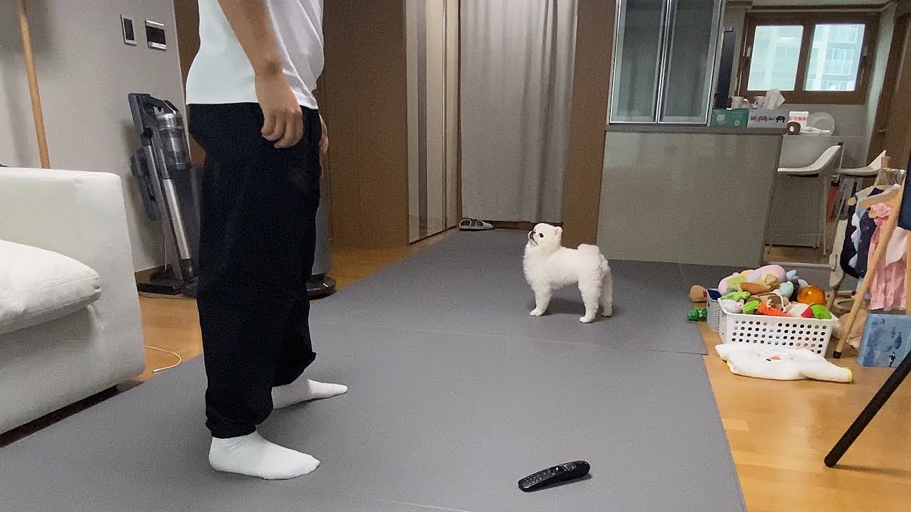 잘 모르는 사람이랑 단둘이 집에 남겨진 강아지