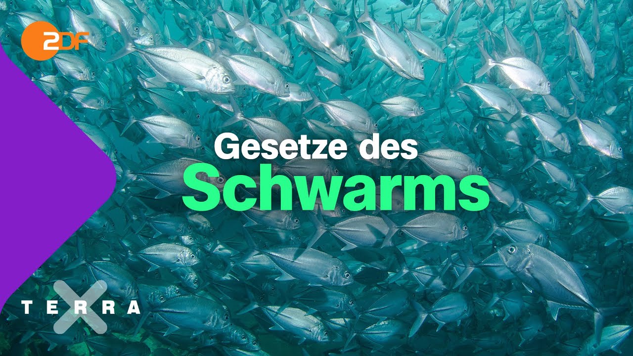 Schwarmintelligenz. Einer für alle. Alle für einen | Terra X plus