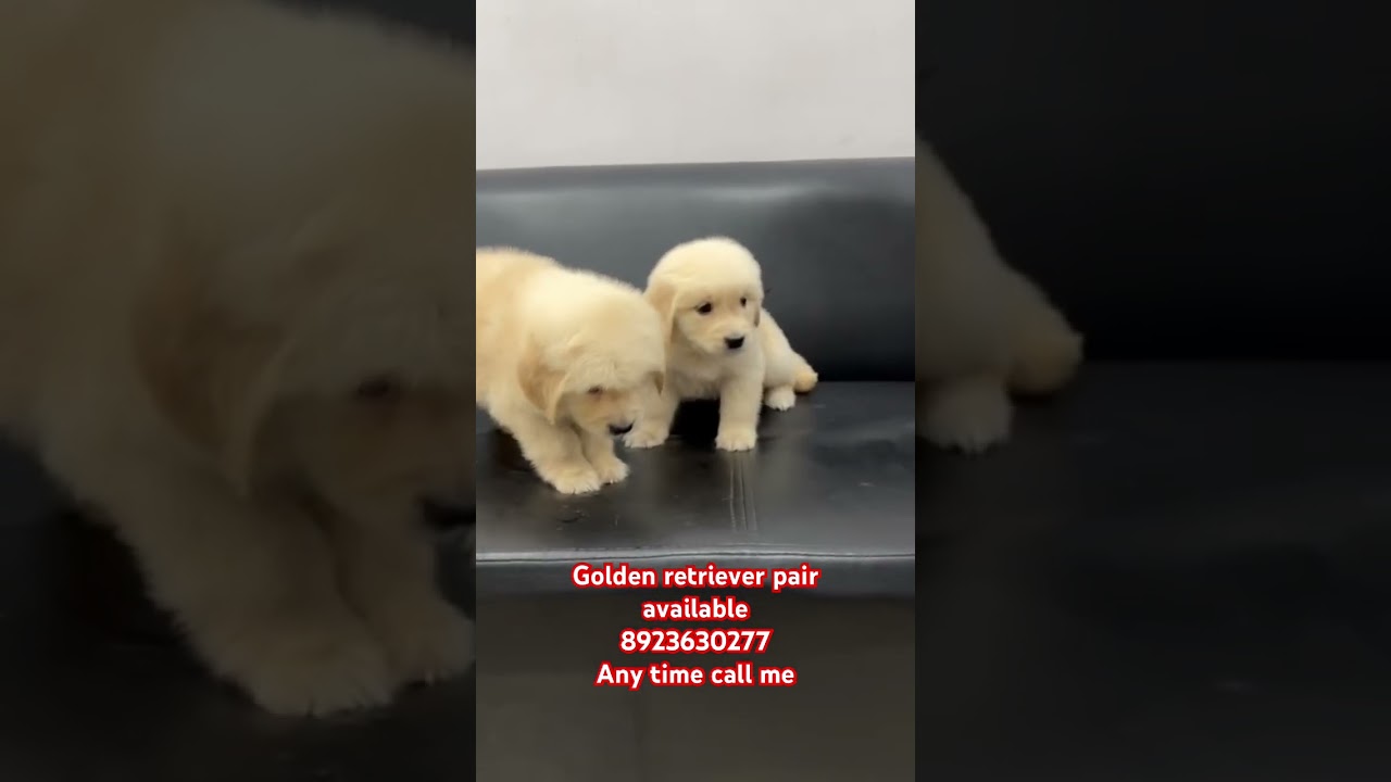 Golden retriever pair available 