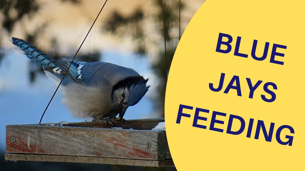 Blue Jays Identification 2022