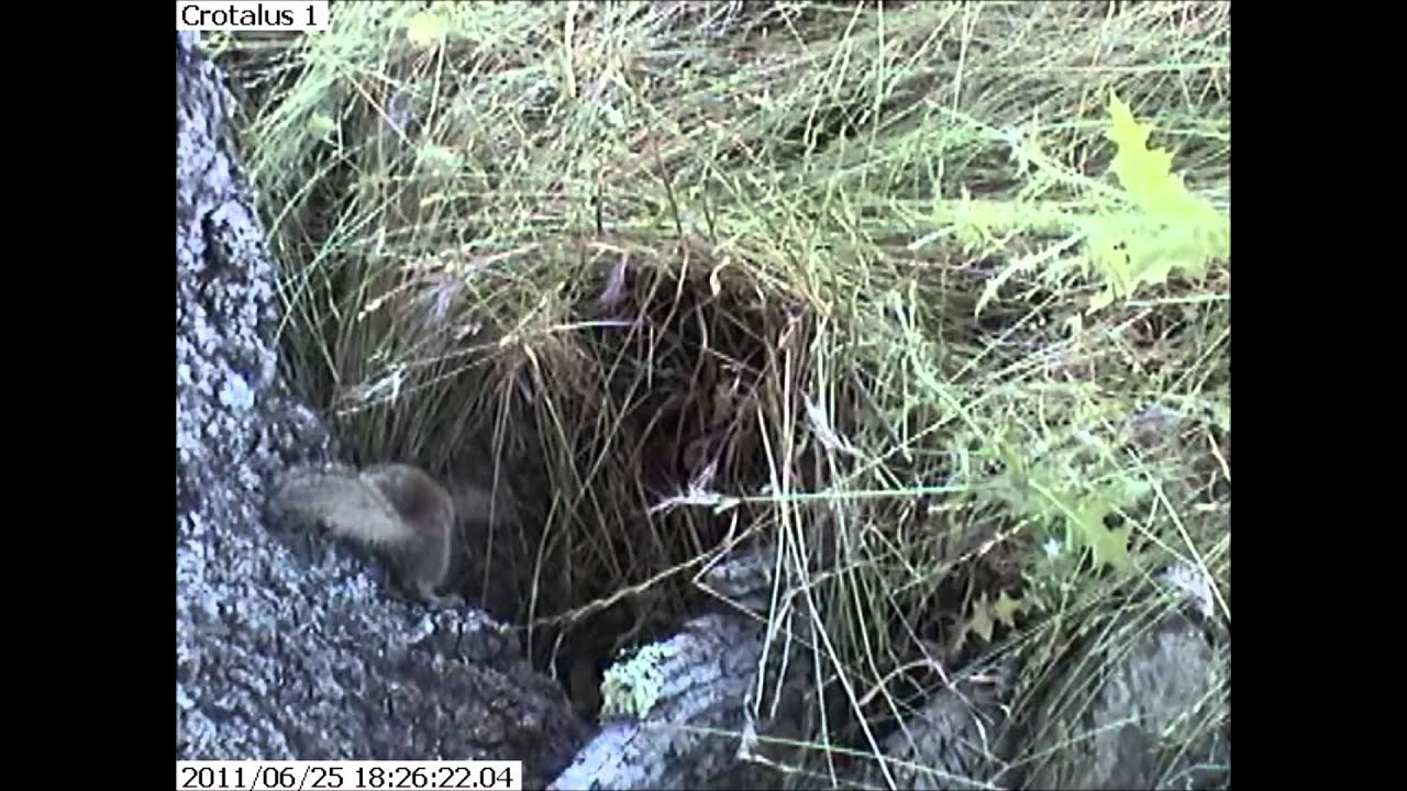 Squirrel pups unaware of snake; one is attacked