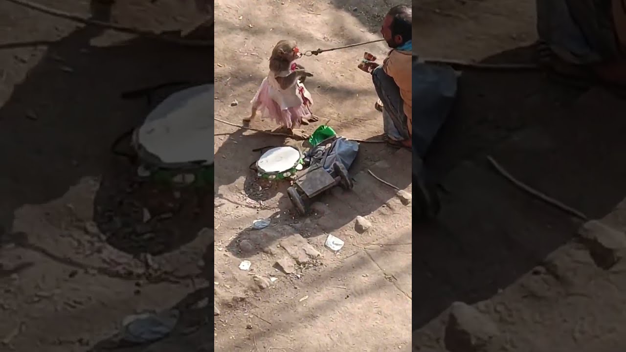 😋😂🤪😁😆👍🙈🙊🙉🐒#youtubeshorts 