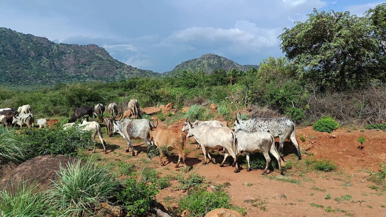 Tenkasi Achanputhur Chinnakaadu Adventure Trip🎯💥⚡