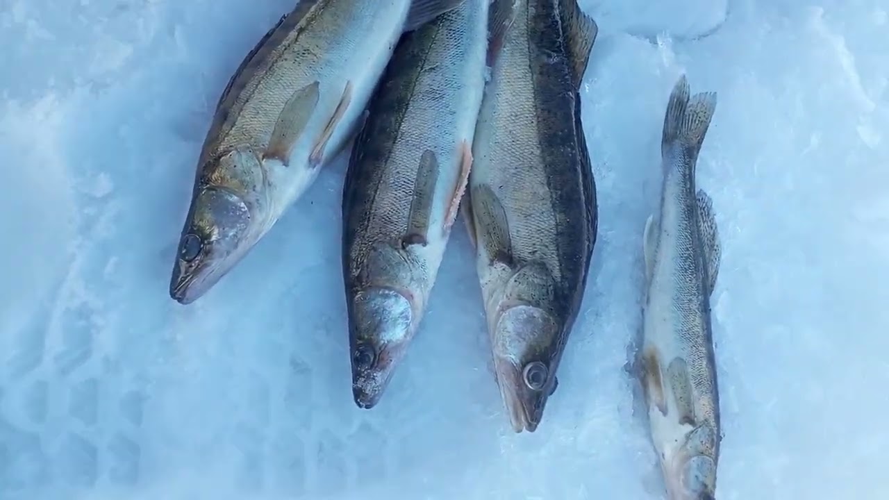 13 марта 2026 г.