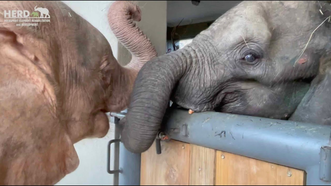Cute orphaned baby elephants 🐘🐘 Khanyisa and Fenya's sweet moments getting to know one another💚